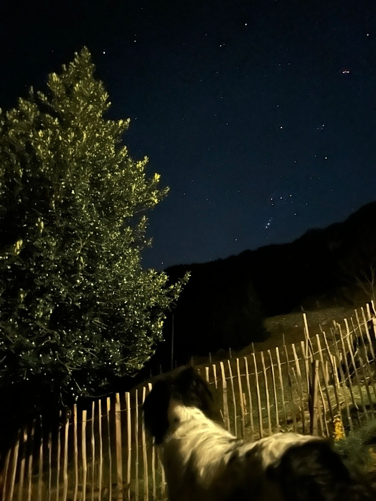 Le chien et l'IA ne regardent pas les étoiles